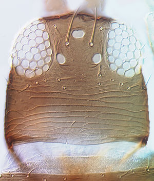 Thrips alliorum head.jpg