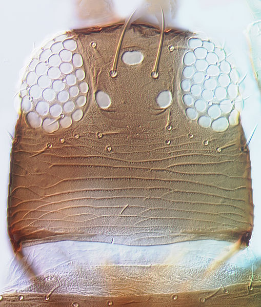 File:Thrips alliorum head.jpg
