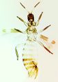 Thumbnail for version as of 00:35, 25 March 2013