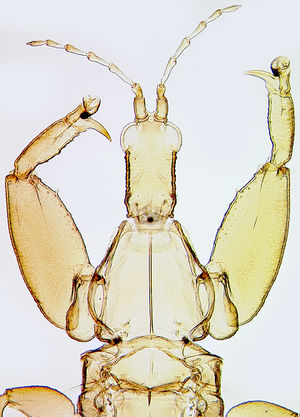 Lichanopastinus.jpg