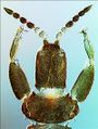 Strepterothrips orientalis.jpg
