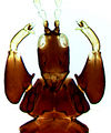 AndroRamachand.jpg