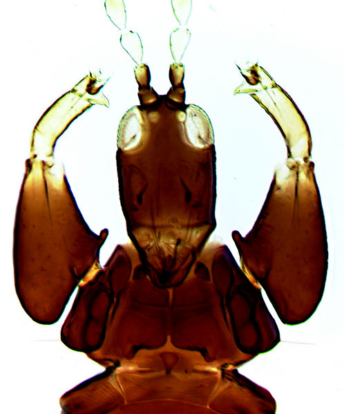 File:AndroRamachand.jpg