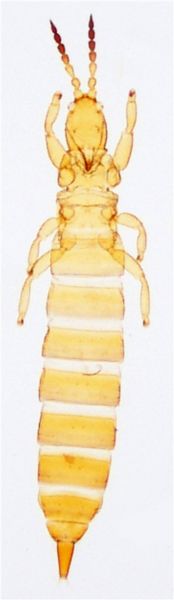 File:Anaglyptothrips.jpg