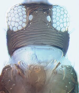 Thrips simplex head.jpg