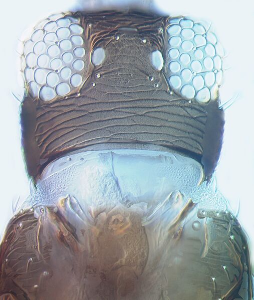 File:Thrips simplex head.jpg