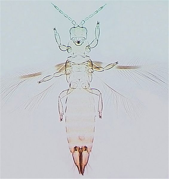 File:ChaetOrchFull cleaned.jpg
