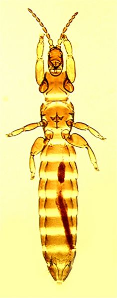 File:MeroFloFull.jpg