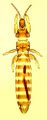 Thumbnail for version as of 02:32, 22 March 2013