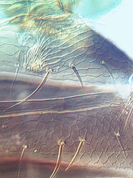 File:Panchaetothrips indicus tergite II.jpg