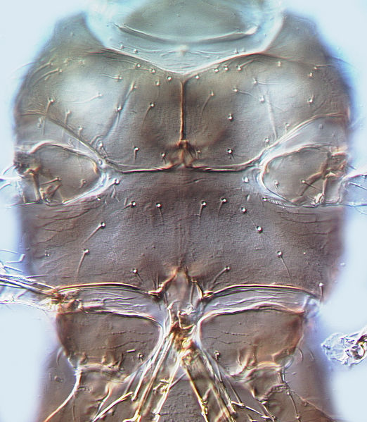 File:Echinothrips americanus MesoStern.jpg