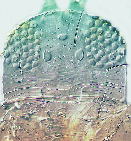File:Frankliniella borinquen head.jpg