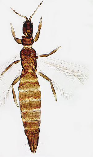 Rhipidothripsbrunneus.jpg