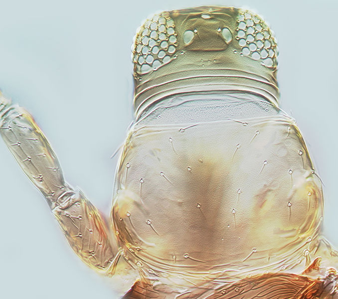 File:Salpingothrips aimotofus head.jpg