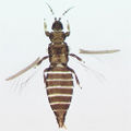 Thumbnail for version as of 02:48, 22 April 2013