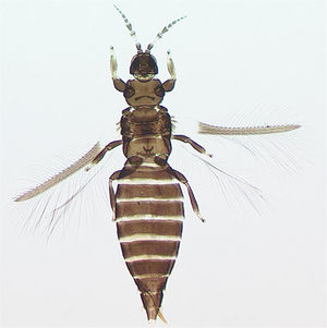 Heterothrips arisaemae.jpg