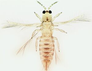 Scirtothrips dorsalis.jpg