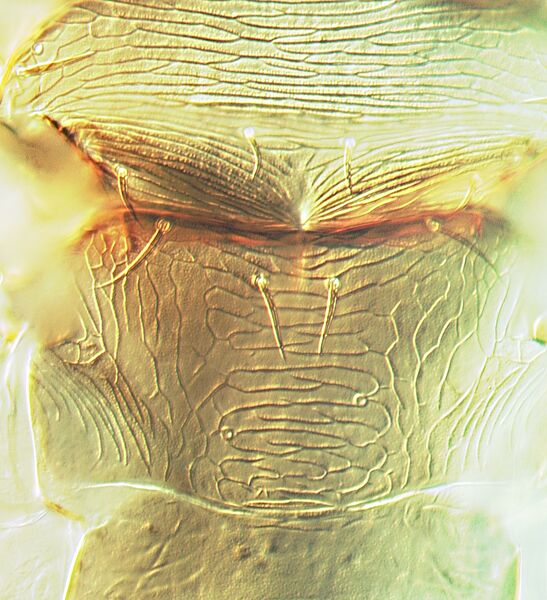 File:Dichromothrips corbetti metanotum.jpg