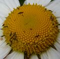 HaploLeucanthemi.jpg