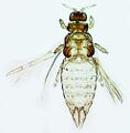Thumbnail for version as of 02:20, 22 April 2013