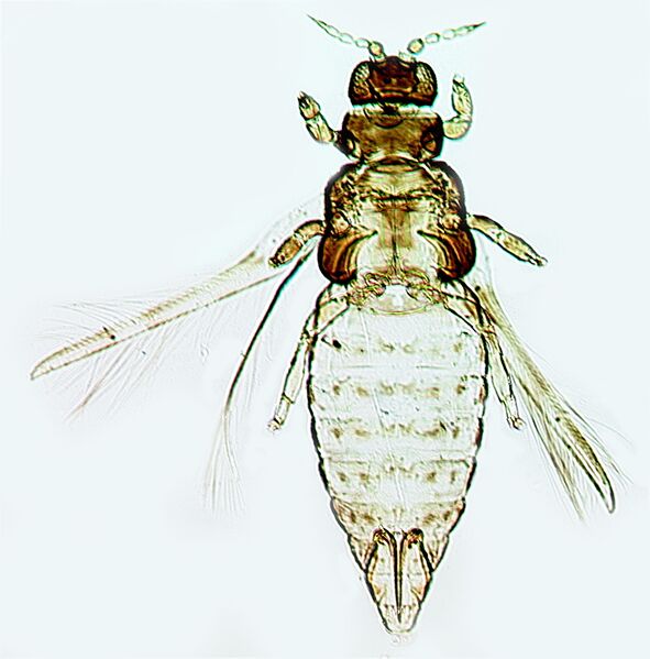 File:DendroGlynn.jpg