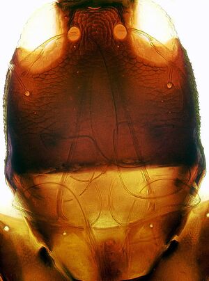 Heligmothrips stylets.jpg
