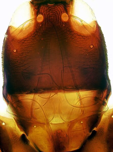 File:Heligmothrips stylets.jpg