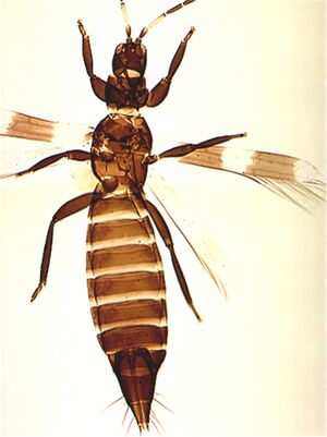 Aeolofascfull cleaned2.jpg