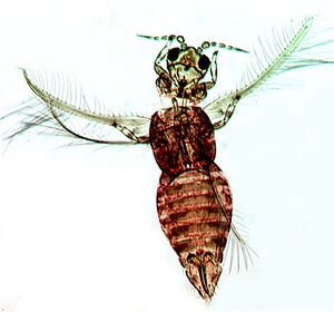 Pseudodendroalexei.jpg
