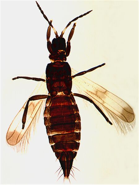 File:Oropriesfull cleaned.jpg