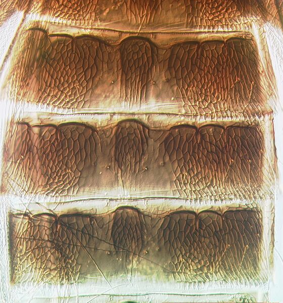 File:Helionothrips ananthakrishnani tergites III.jpg
