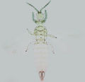 Thumbnail for version as of 02:14, 22 April 2013