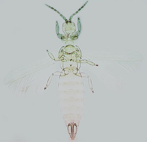 Cranothrips bellisi.jpg