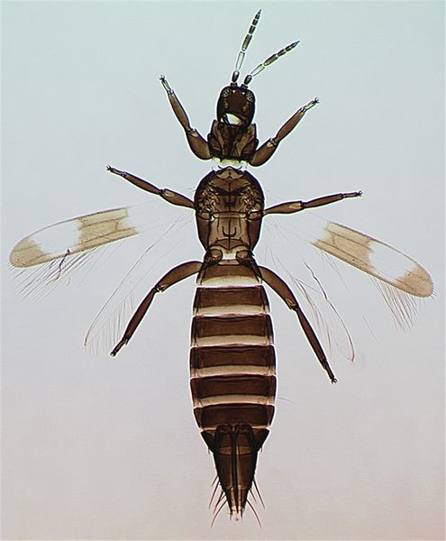 File:DesmoPropFul cleaned.jpg
