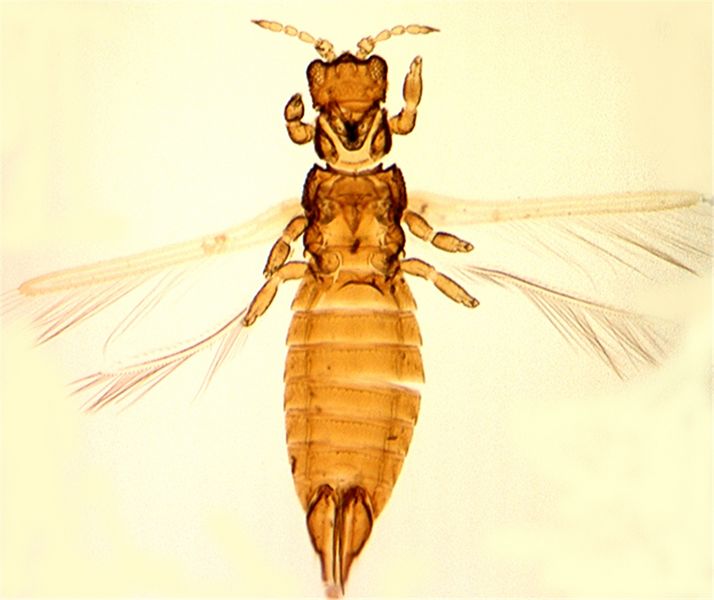 File:Australobicolor.jpg
