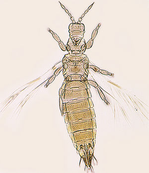 Dendrothripoides innoxius.jpg