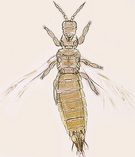 File:Dendrothripoides innoxius.jpg