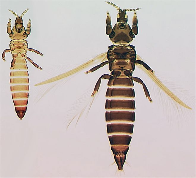 File:ChiroManFemMaleFull.jpg