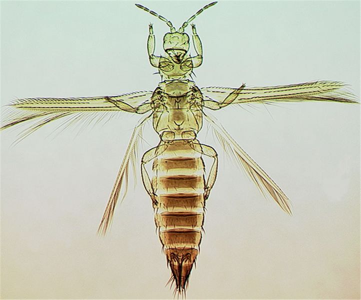 File:ThripAustFull.jpg