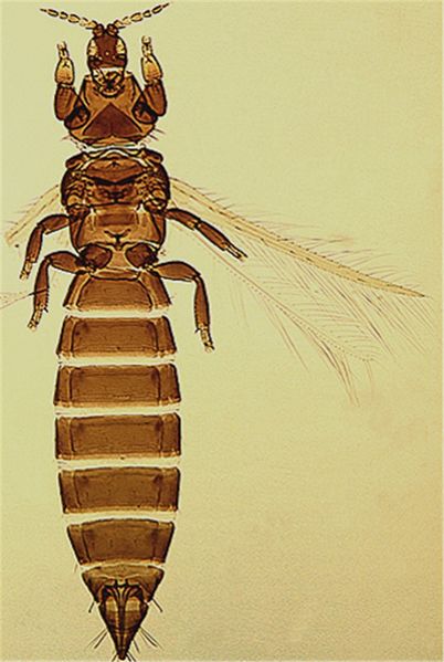File:Chirmanfull cleaned.jpg