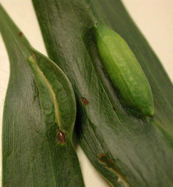 File:4melanoxylon4-1-.jpg