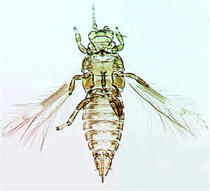 Pseudodendrogillespiei.jpg