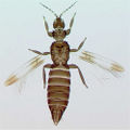 Thumbnail for version as of 02:16, 22 April 2013
