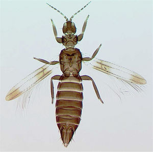 Cranothrips poultoni.jpg