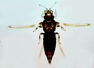 Helionoerrans.jpg