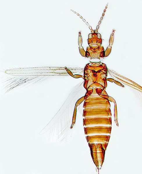File:DoryWallac2.jpg
