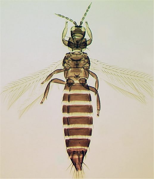 File:FrSchultFullBr.jpg