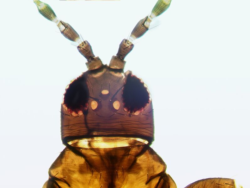 File:Megalurothrips mucunae.jpg