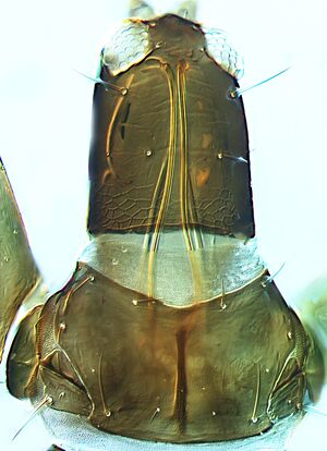 Pygothrips rugicauda head.jpg