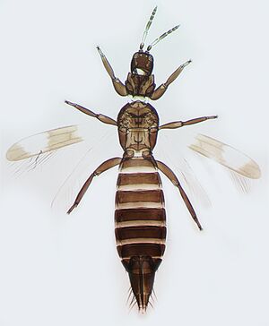 Desmothrips propinguus.jpg